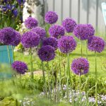 ALLIUM PURPLE SENSATION