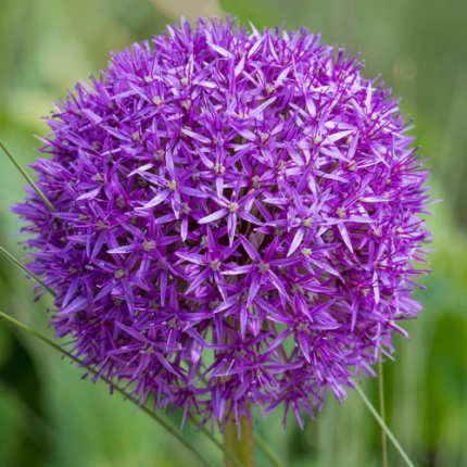 ALLIUM PURPLE SENSATION