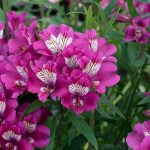 ALSTROEMERIA SUMMER CHIC