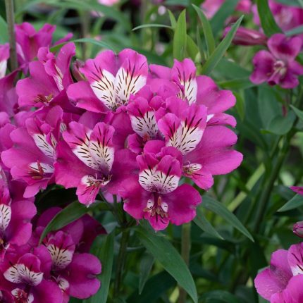 ALSTROEMERIA SUMMER CHIC