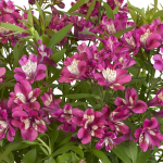 ALSTROEMERIA SUMMER CHIC