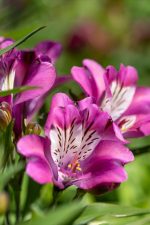 ALSTROEMERIA SUMMER CHIC