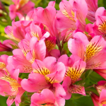 ALSTROEMERIA SUMMER ROSE