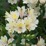 ALSTROEMERIA SUMMER SNOW