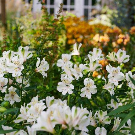 ALSTROEMERIA SUMMER SNOW