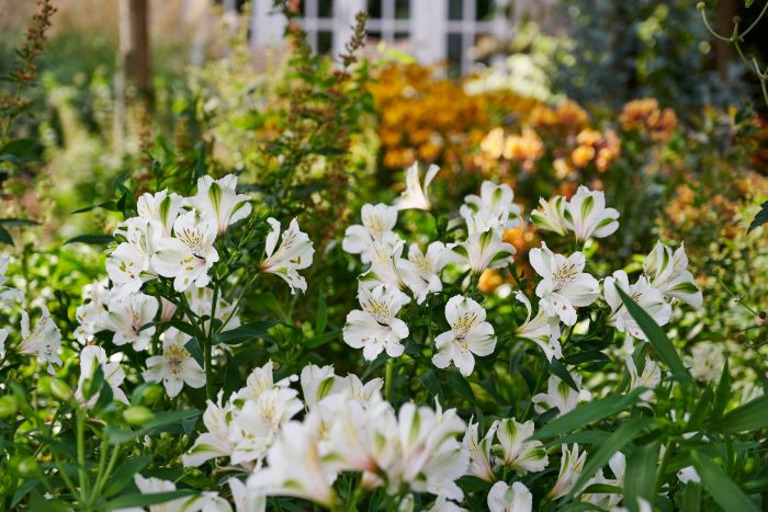 ALSTROEMERIA SUMMER SNOW