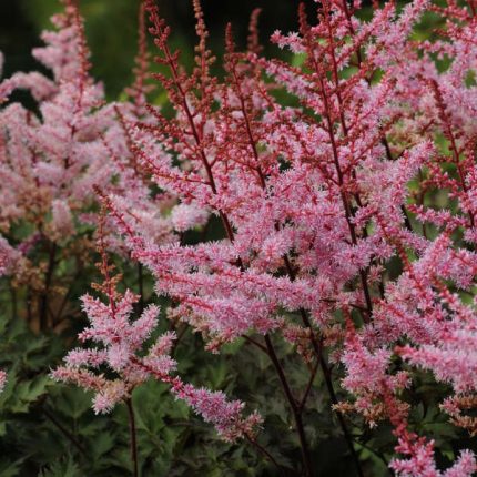 ASTILBE DELFT LACE JAPONICA®