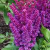ASTILBE LITTLE VISION IN PURPLE