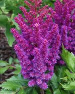 ASTILBE LITTLE VISION IN PURPLE