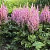 ASTILBE VISION IN PINK