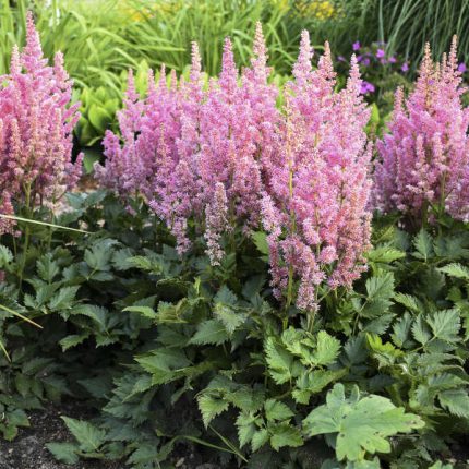 ASTILBE VISION IN PINK