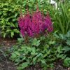 ASTILBE VISION IN RED®