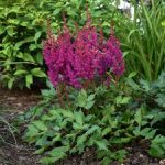 ASTILBE VISION IN RED®