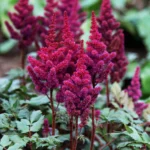 ASTILBE VISION IN RED®