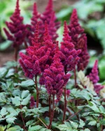 ASTILBE VISION IN RED®
