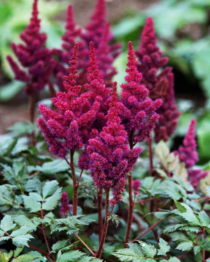 ASTILBE VISION IN RED®