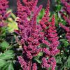 ASTILBE VISION IN RED®