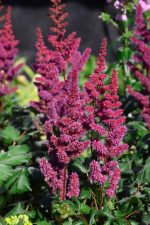 ASTILBE VISION IN RED®