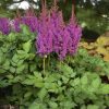 ASTILBE LITTLE VISION IN PURPLE