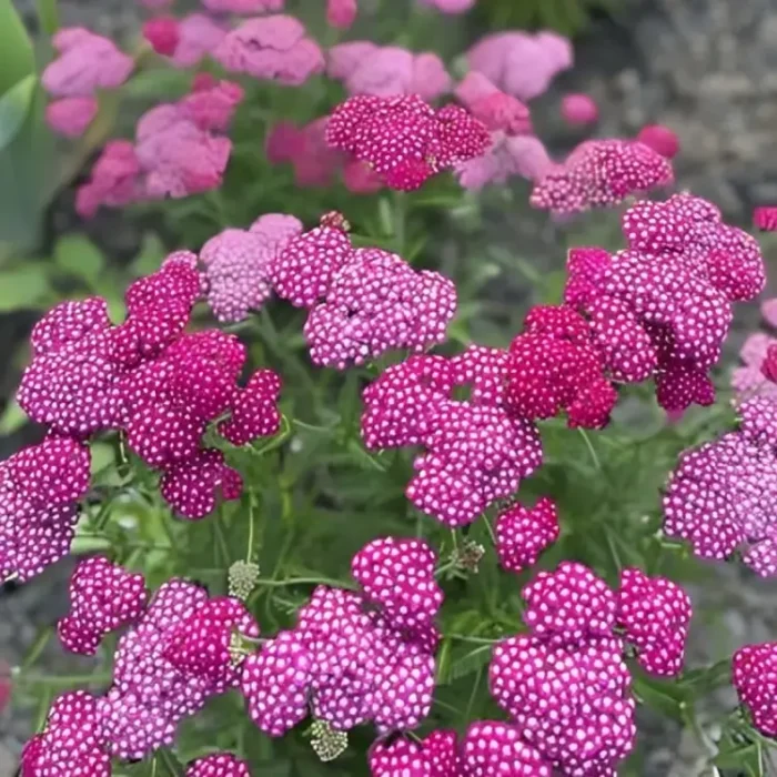 ACHILLEA NEW VINTAGE