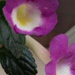 Achimenes BriD's Agda