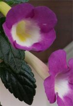 Achimenes BriD's Agda