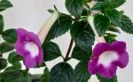 Achimenes BriD's Agda - imagine 2