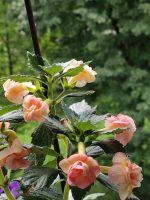 Achimenes Gizelle