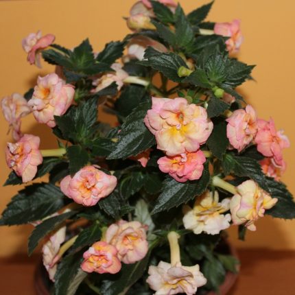 Achimenes Gizelle