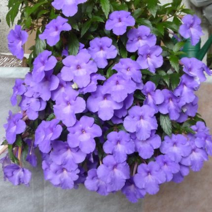 Achimenes Kim Blue