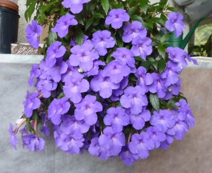 Achimenes Kim Blue