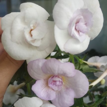 Achimenes Lavender Bliss