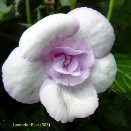 Achimenes Lavender Bliss