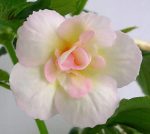 Achimenes Luke Leung