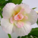 Achimenes Luke Leung