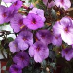 Achimenes Oviskfjallen
