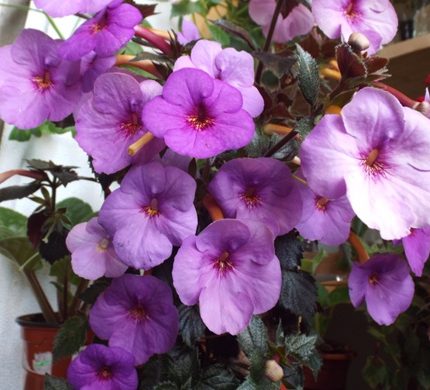 Achimenes Oviskfjallen