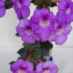 Achimenes Rf's Patricia Paoola Scalco