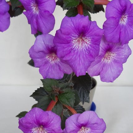 Achimenes Rf's Patricia Paoola Scalco