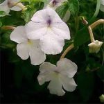 Achimenes Snow Princess