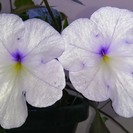 Achimenes Snow Princess