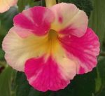 Achimenes Strawberry Lemon
