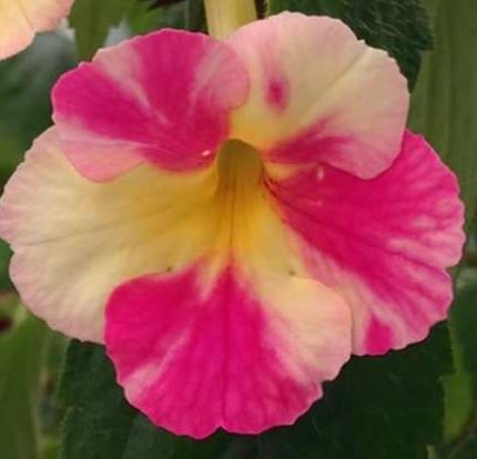 Achimenes Strawberry Lemon
