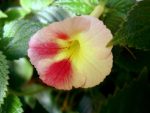 Achimenes Strawberry Lemon
