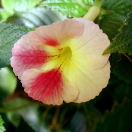 Achimenes Strawberry Lemon