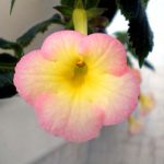 Achimenes Strawberry Lemon