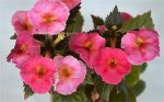 Achimenes Tropical Punch