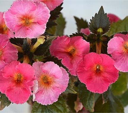 Achimenes Tropical Punch