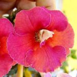Achimenes Tropical Punch