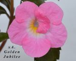 Achimenes xA Golden Jubillee